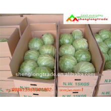 Cheap chinese fresh green cabbage